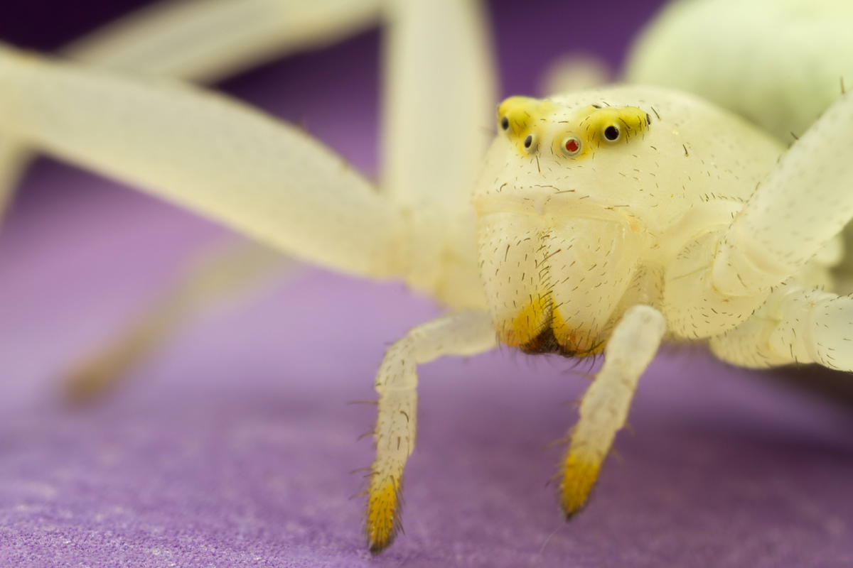 Crab Spider - Misumena vatia 3